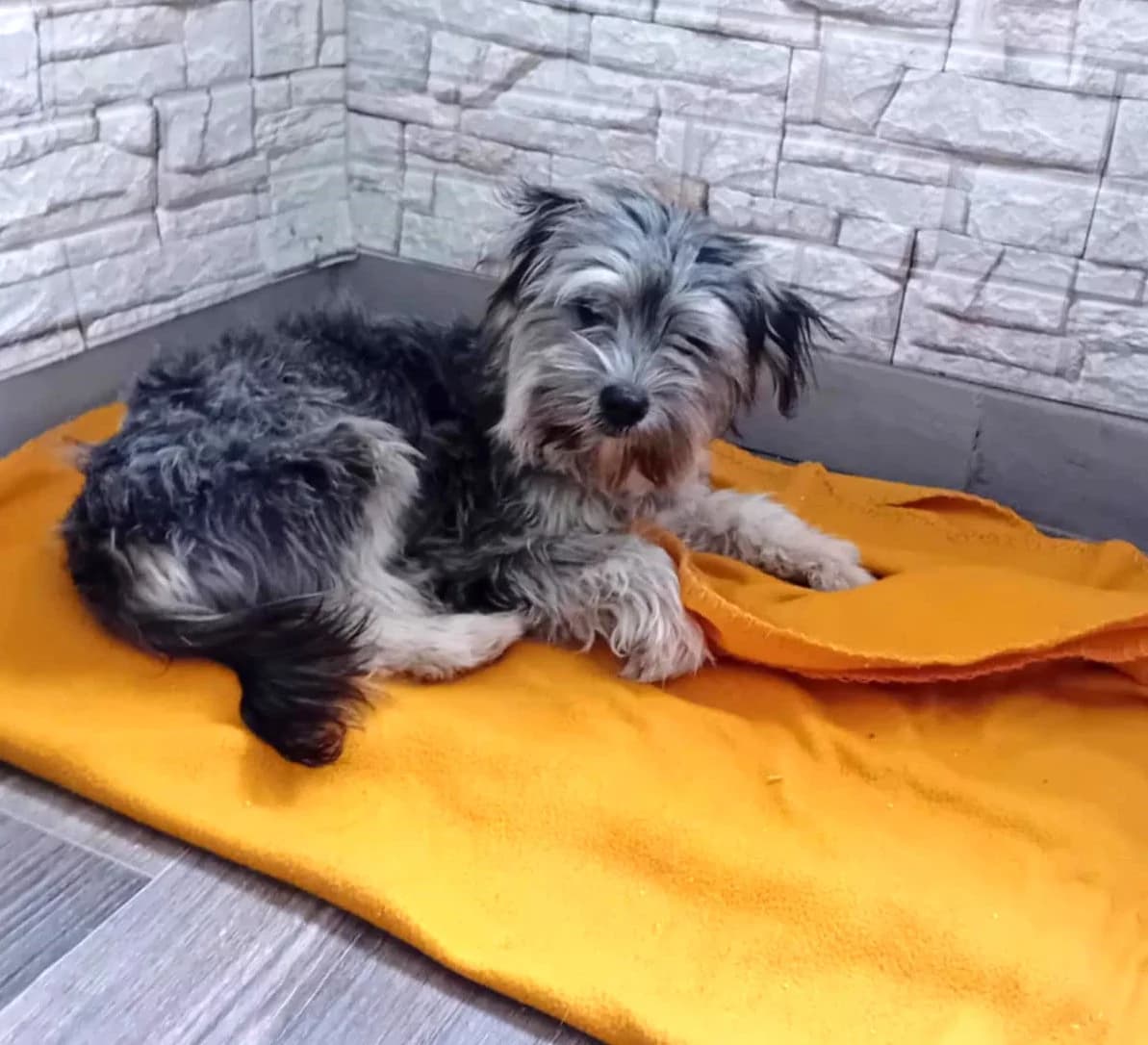 Lili, Mixed Breed (Békési Állatvédők)