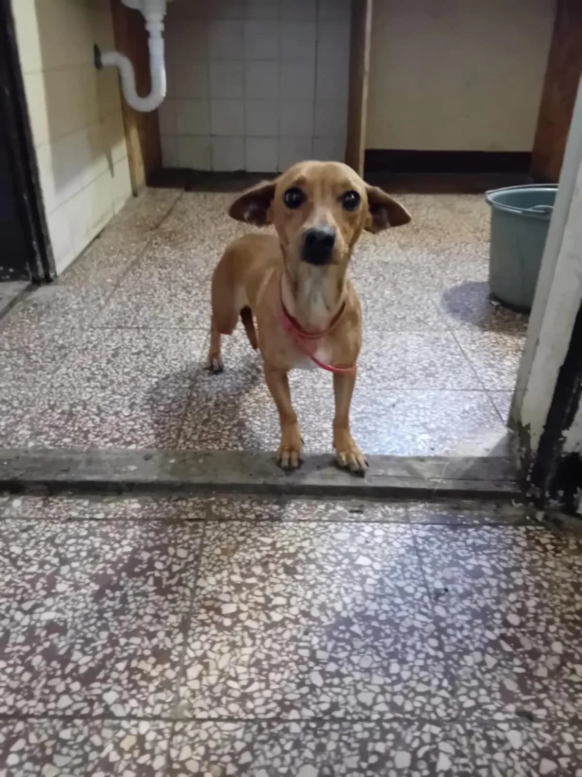 Szeder, Mixed Breed (Békési Állatvédők)