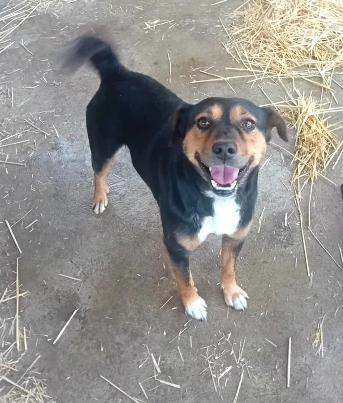 Gombóc, Mixed Breed (Békési Állatvédők)