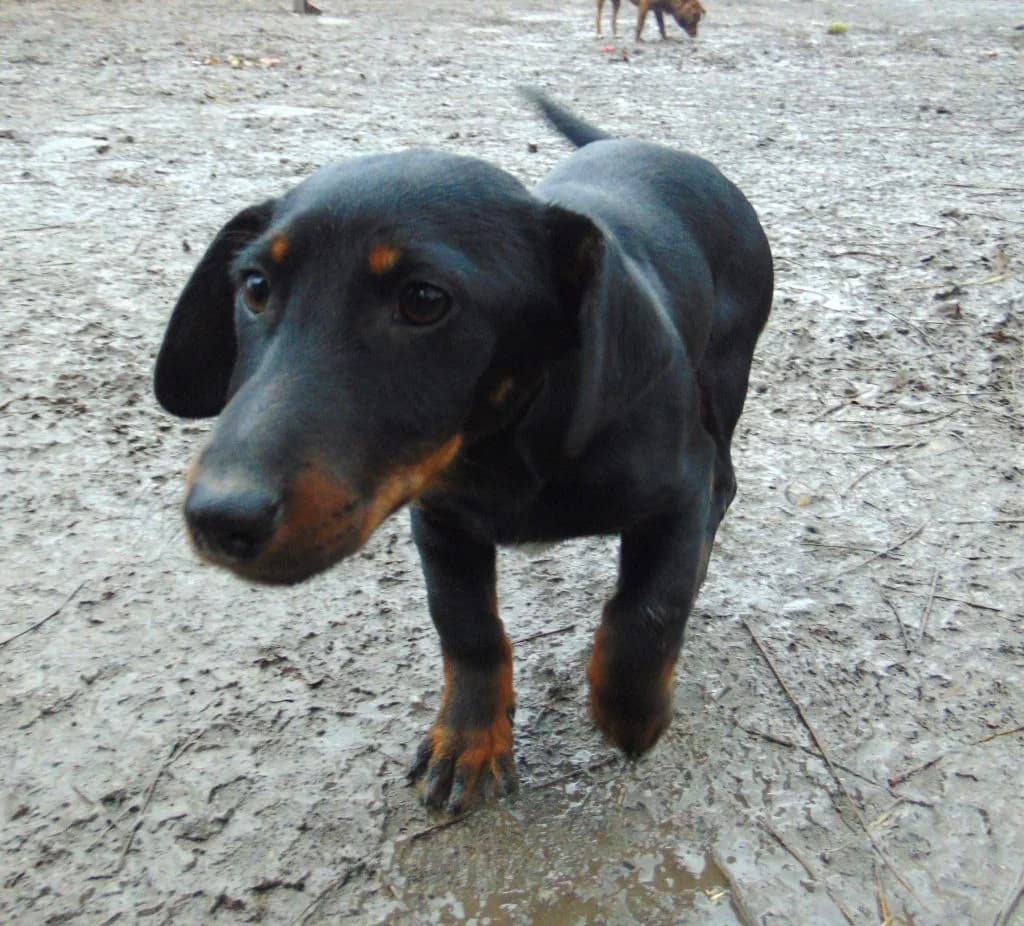 Kriszta, Mixed Breed (Békési Állatvédők)