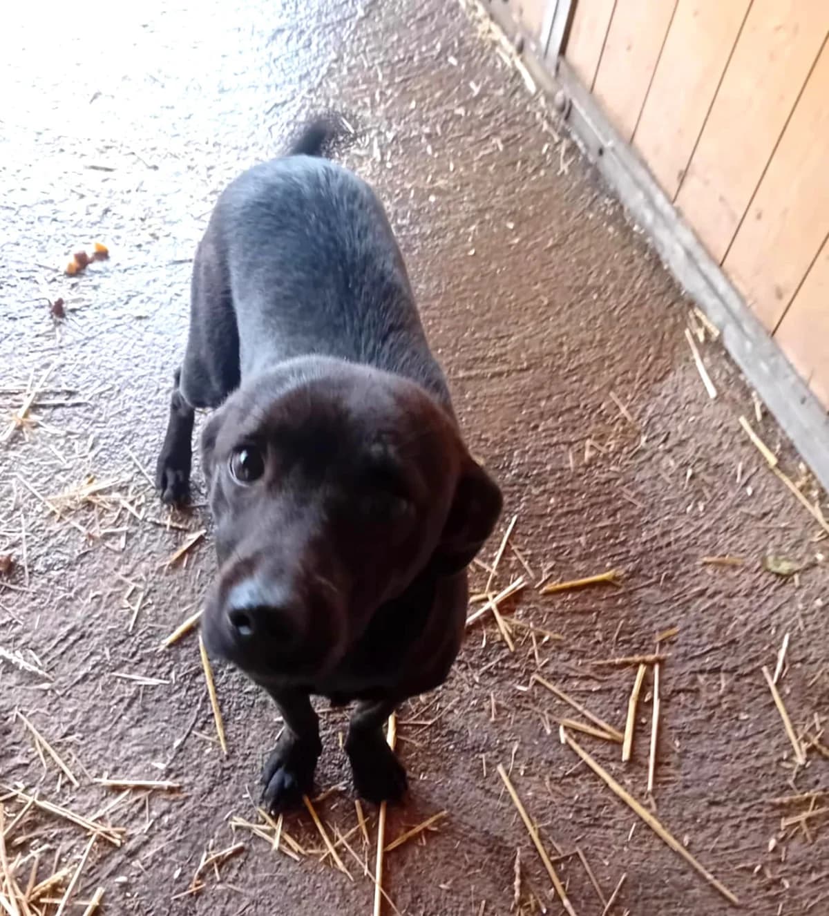 Fáni, Mixed Breed (Békési Állatvédők)