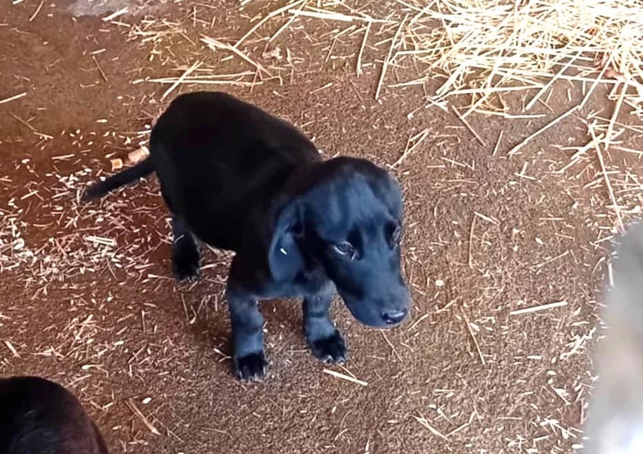 Bence, Mixed Breed (Békési Állatvédők)