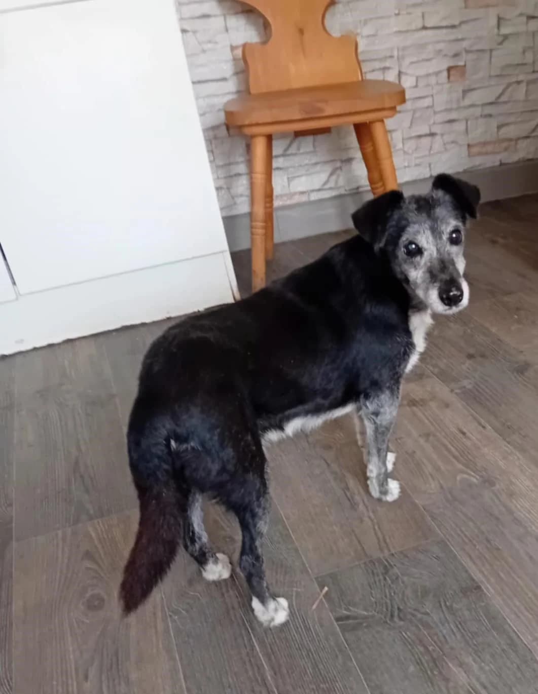 Mazsola, Mixed Breed (Békési Állatvédők)