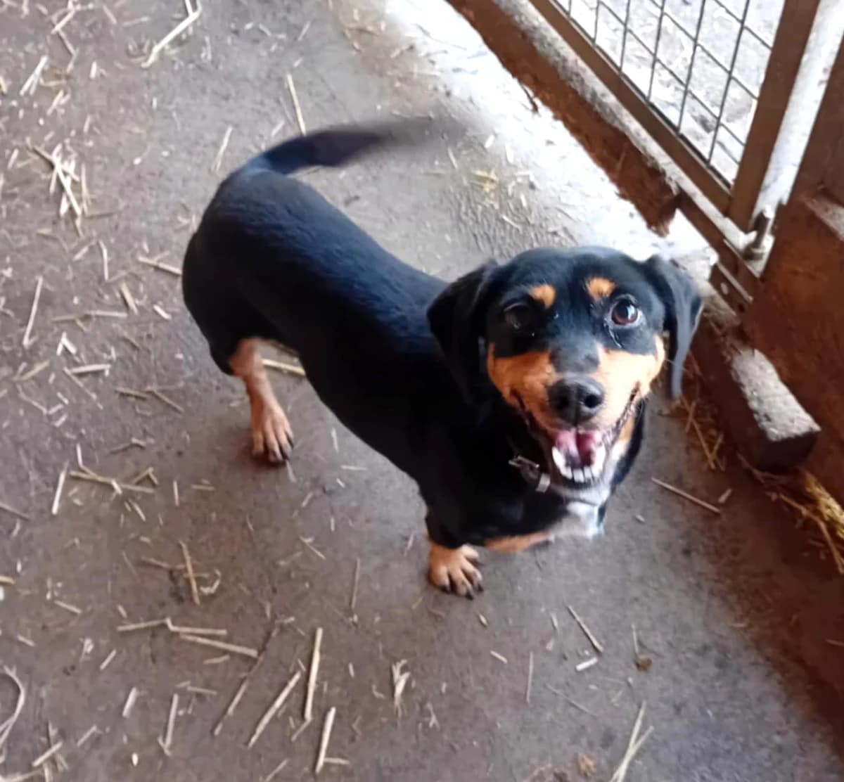Barbi és Csipesz, Mixed Breed (Békési Állatvédők)