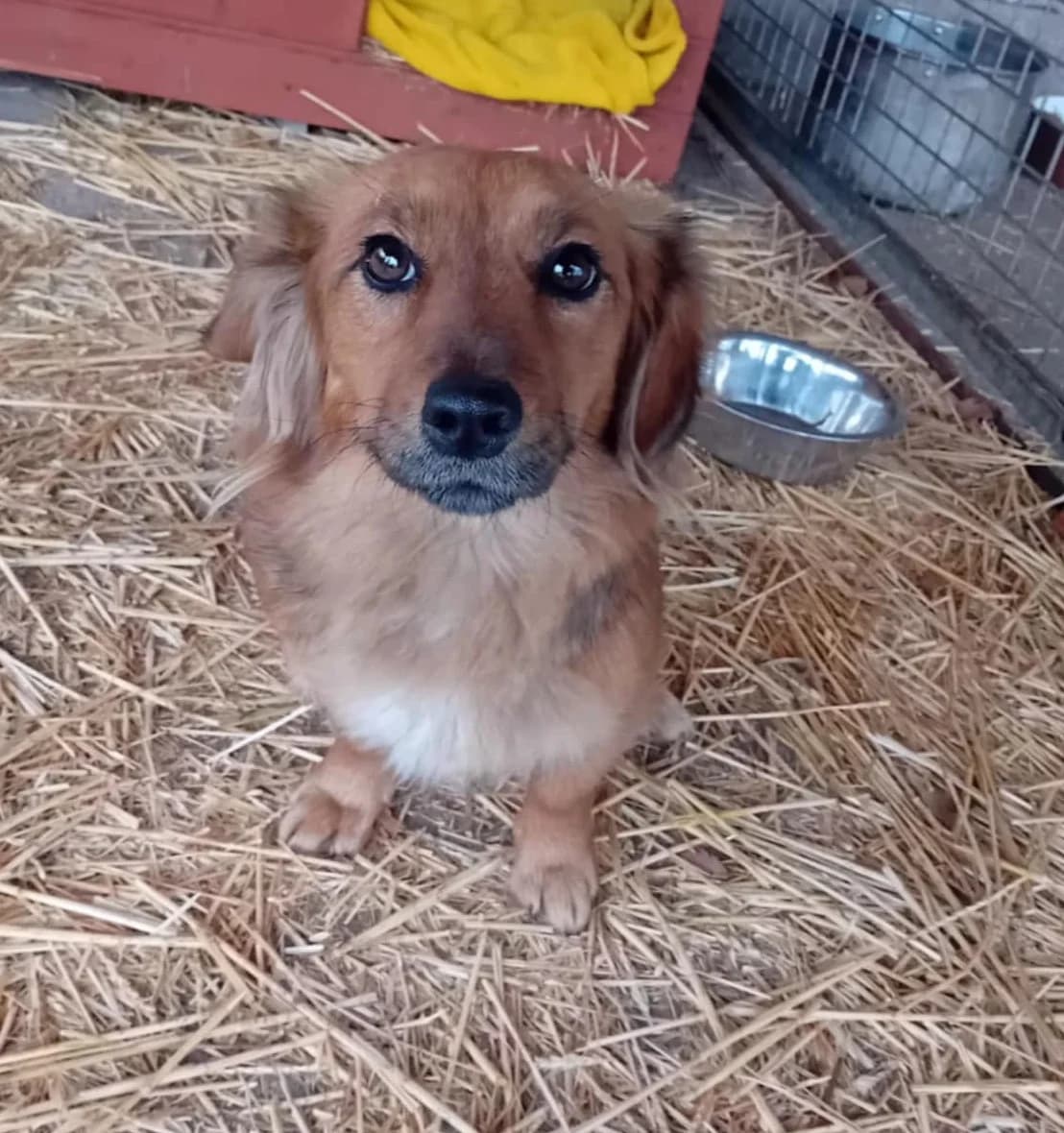 Heni, Mixed Breed (Békési Állatvédők)