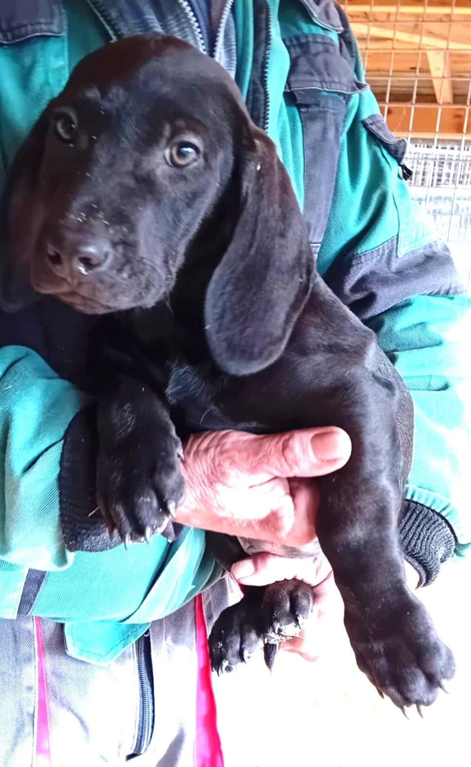 Zalán, Mixed Breed (Békési Állatvédők)