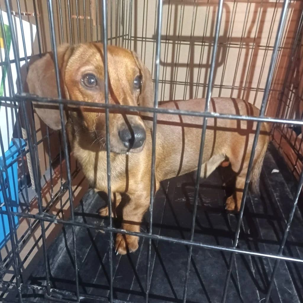 Denisz, Mixed Breed (Békési Állatvédők)
