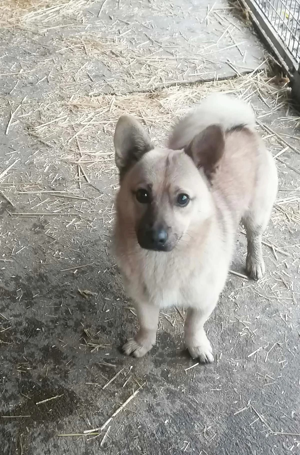 Tedy, Mixed Breed (Békési Állatvédők)