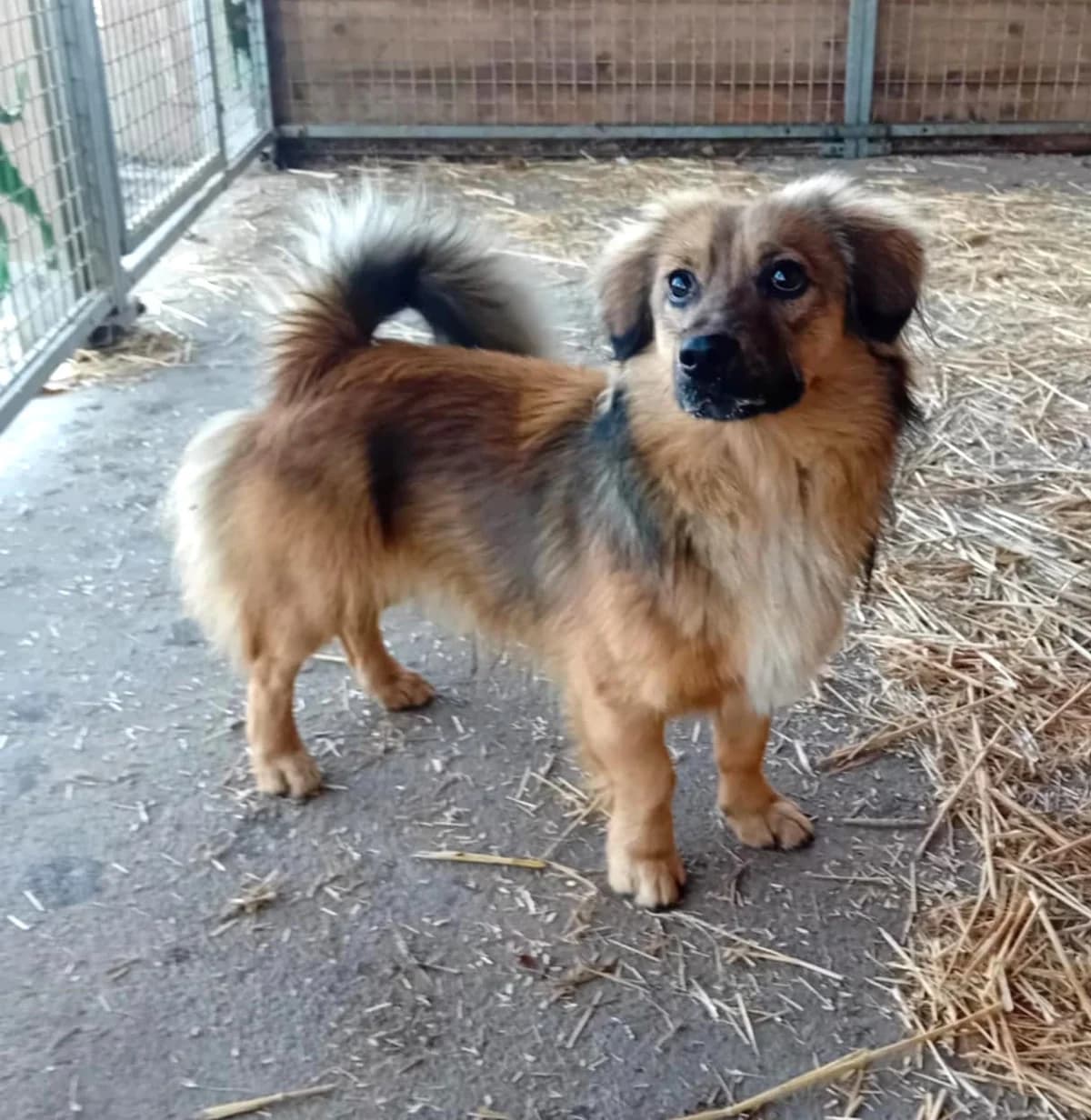 Csuti, Mixed Breed (Békési Állatvédők)