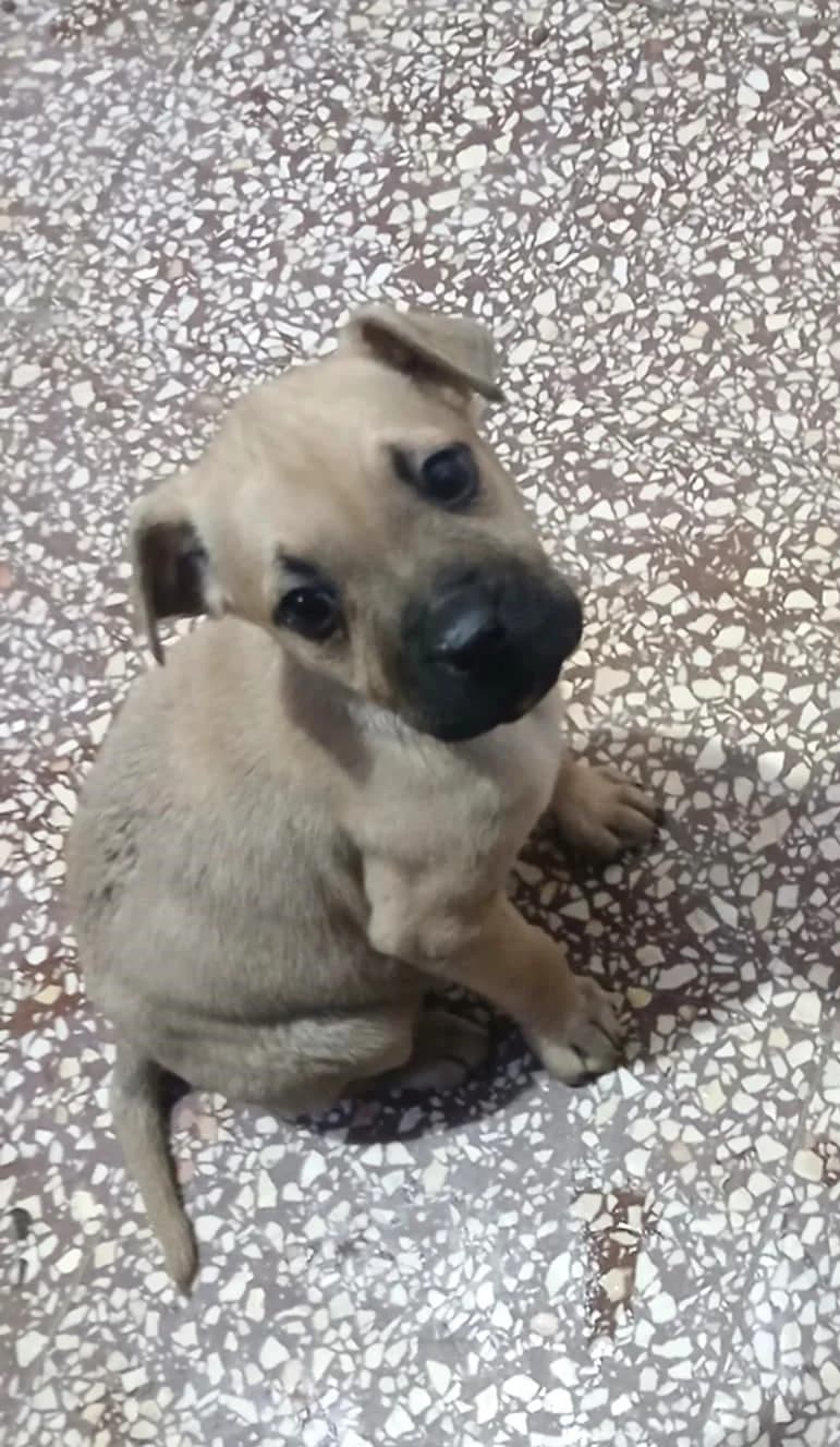 Eper, Mixed Breed (Békési Állatvédők)