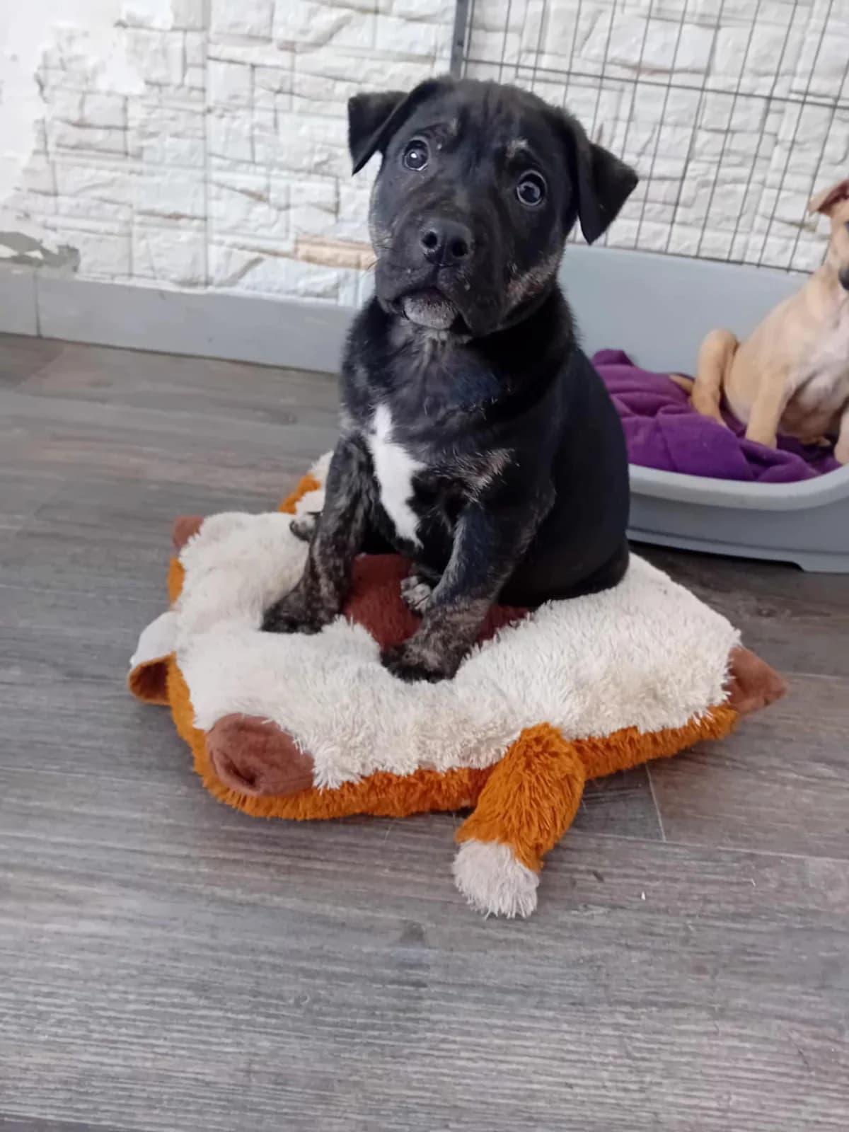 Tóbi, Mixed Breed (Békési Állatvédők)