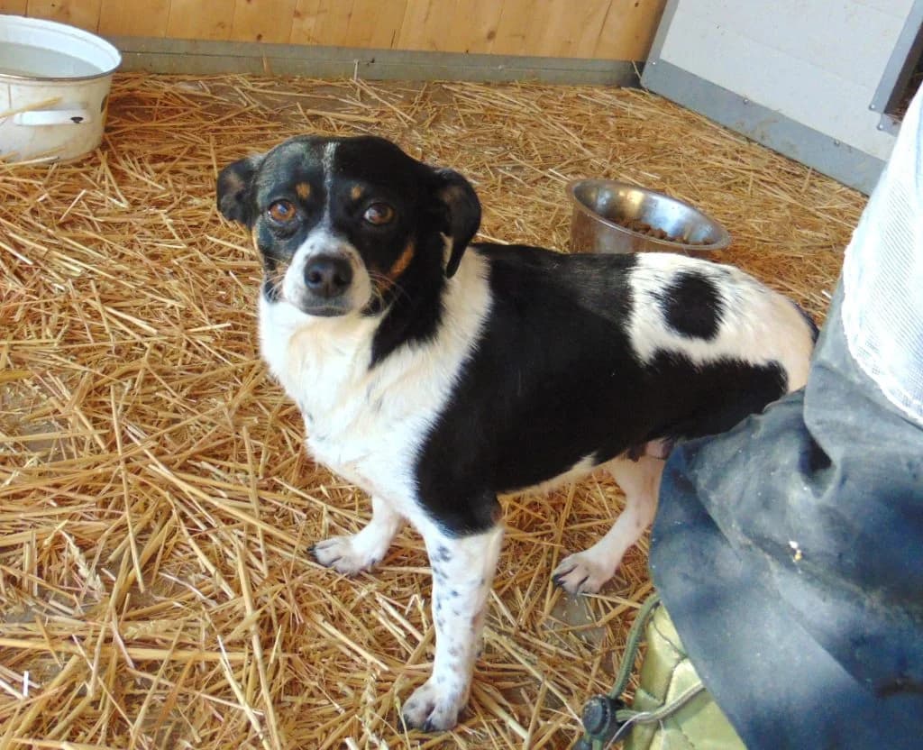 Teca, Mixed Breed (Békési Állatvédők)