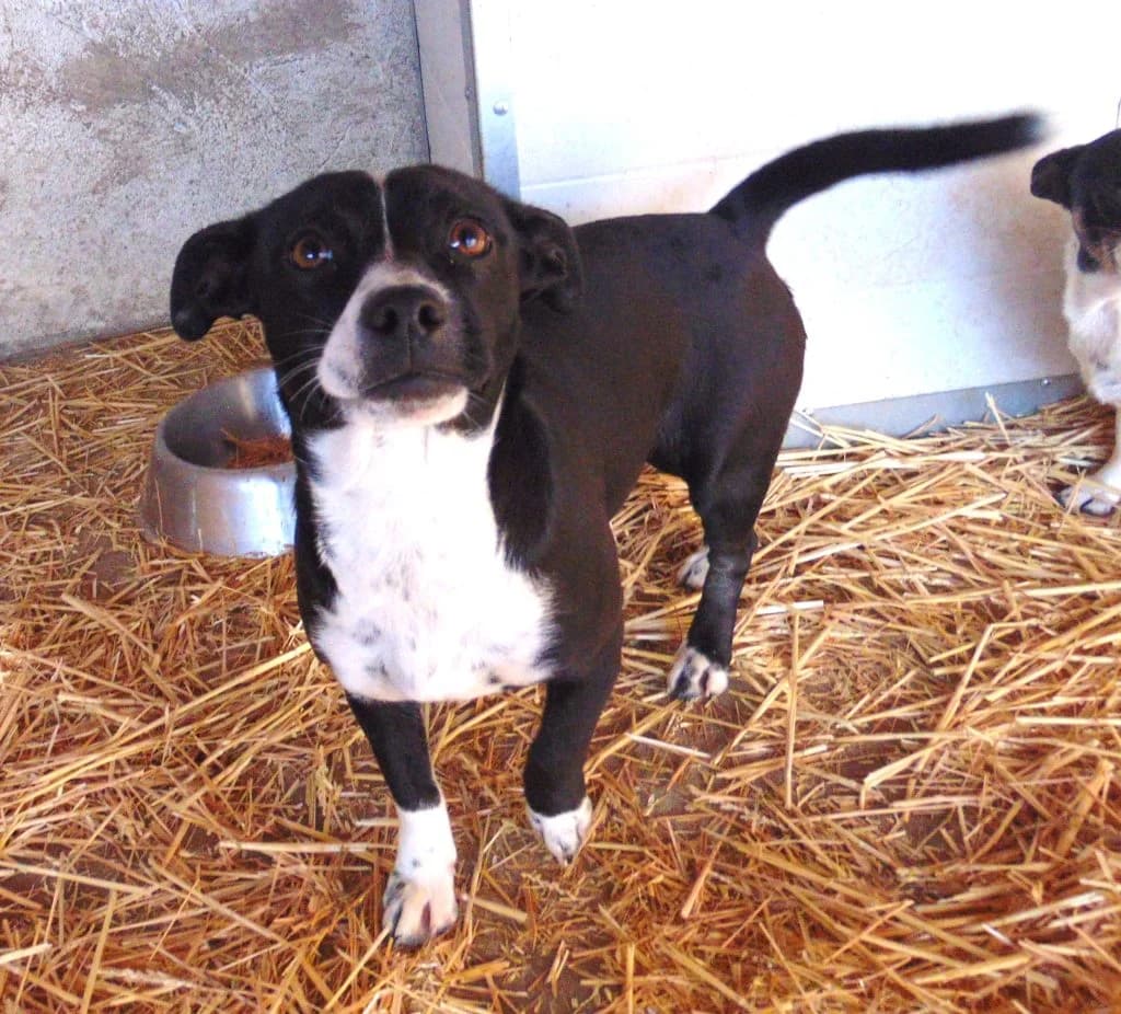 Manci, Mixed Breed (Békési Állatvédők)