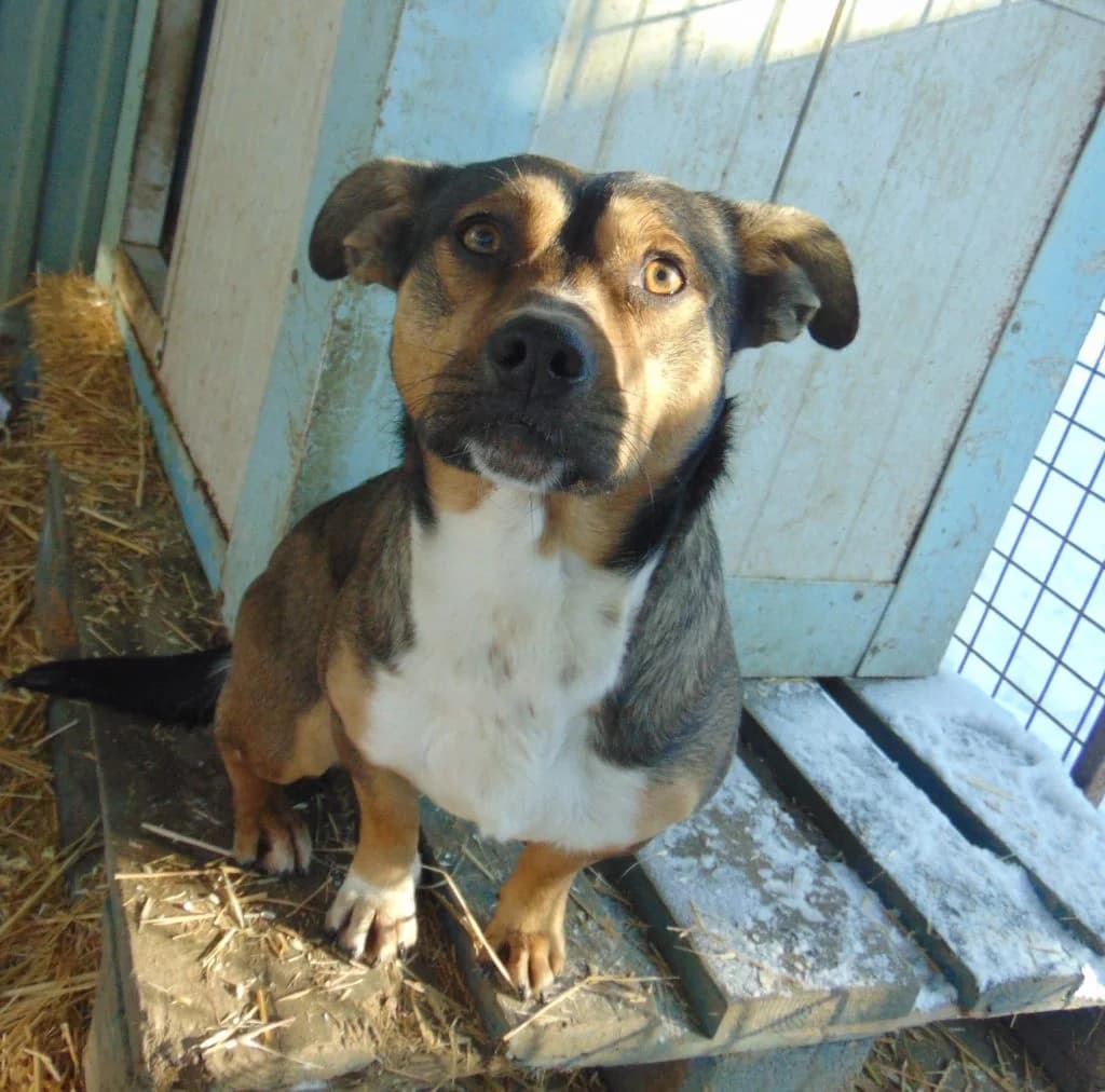 Beni, Mixed Breed (Békési Állatvédők)