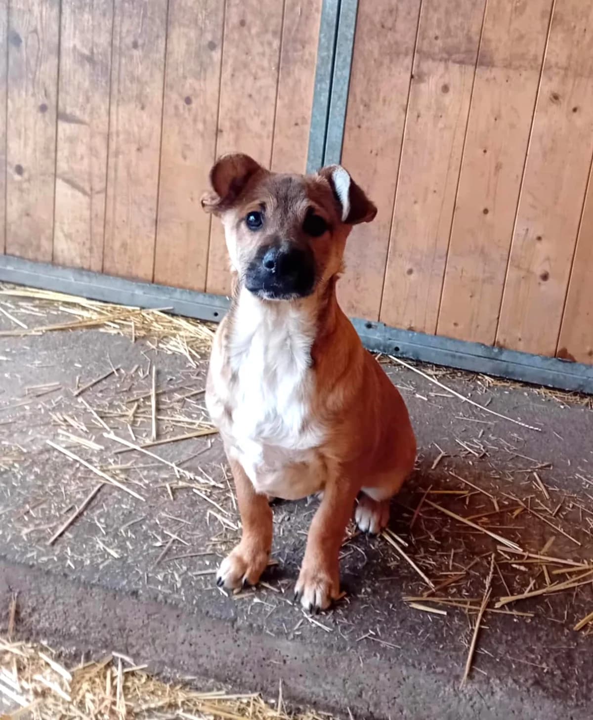 Jascob és Frisko, Mixed Breed (Békési Állatvédők)