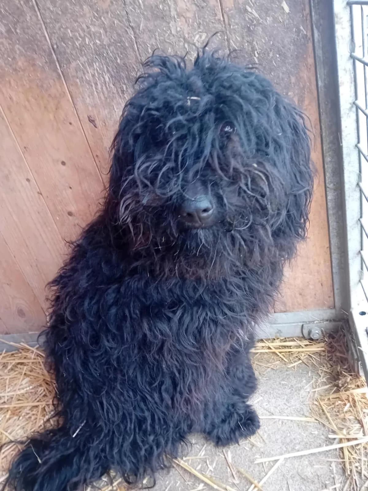 Vali, Mixed Breed (Békési Állatvédők)