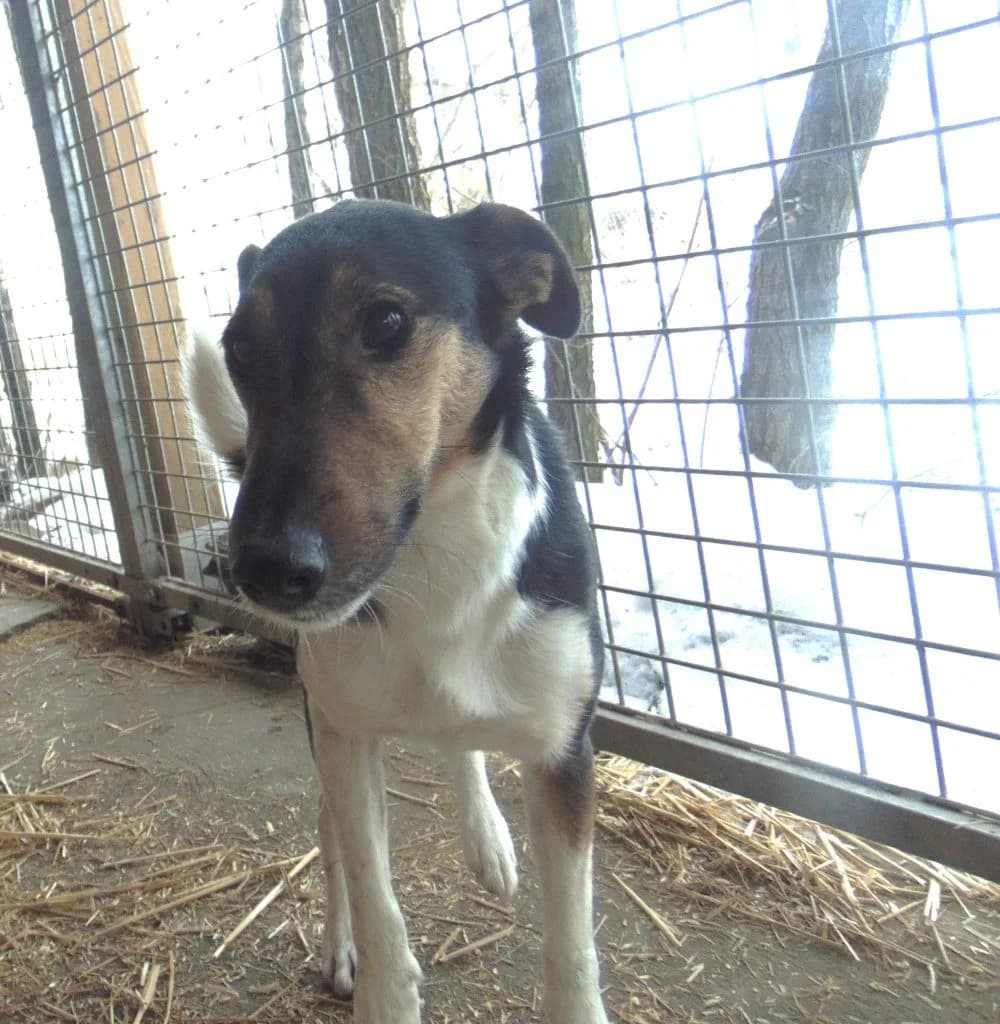 Maci, Mixed Breed (Békési Állatvédők)
