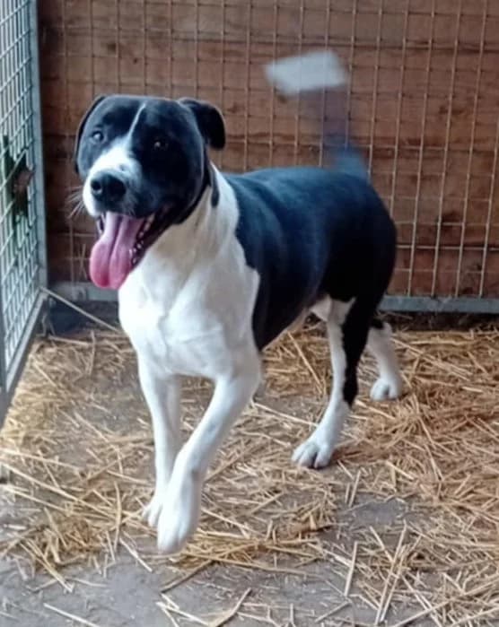 Dino, Mixed Breed (Békési Állatvédők)