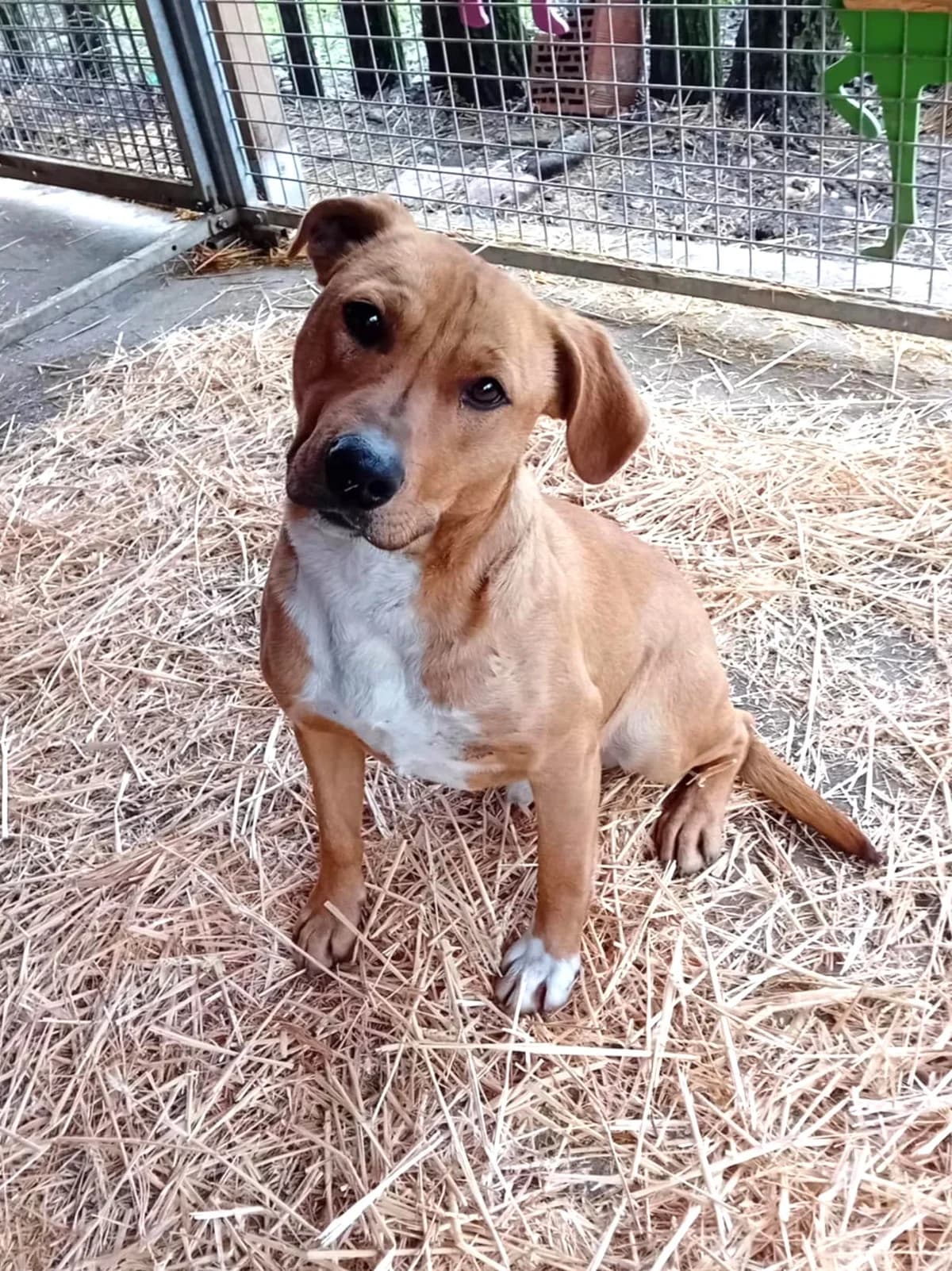 Fifi, Mixed Breed (Békési Állatvédők)