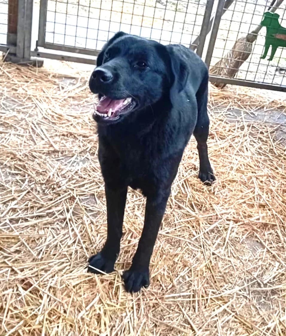 Dorka, Mixed Breed (Békési Állatvédők)