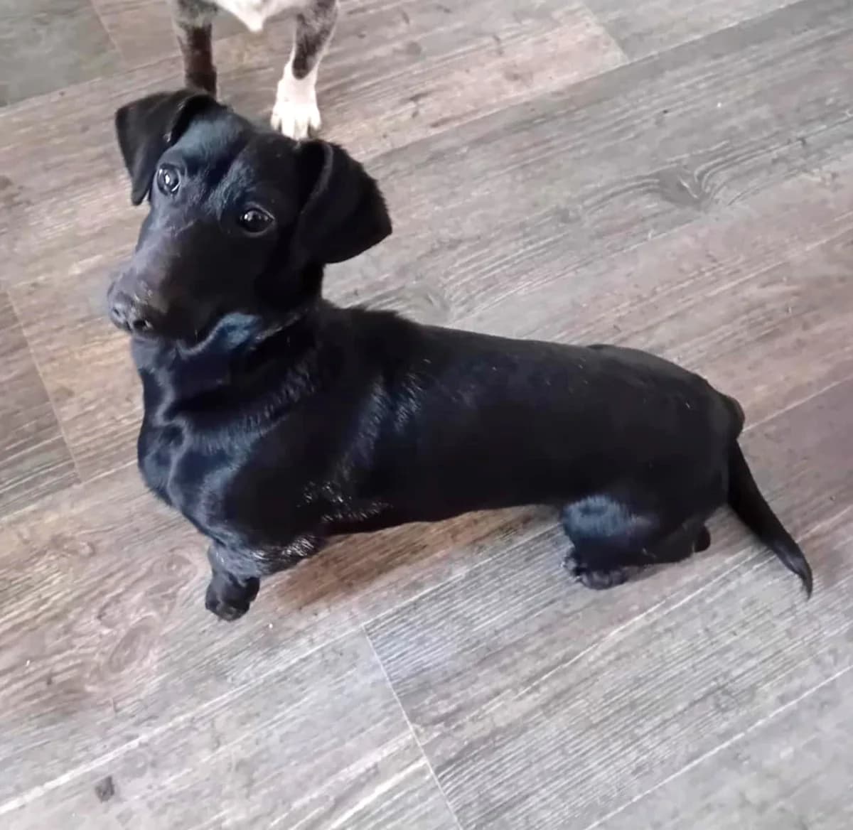 Szeder, Mixed Breed (Békési Állatvédők)