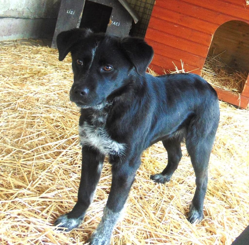 Béni, Mixed Breed (Békési Állatvédők)