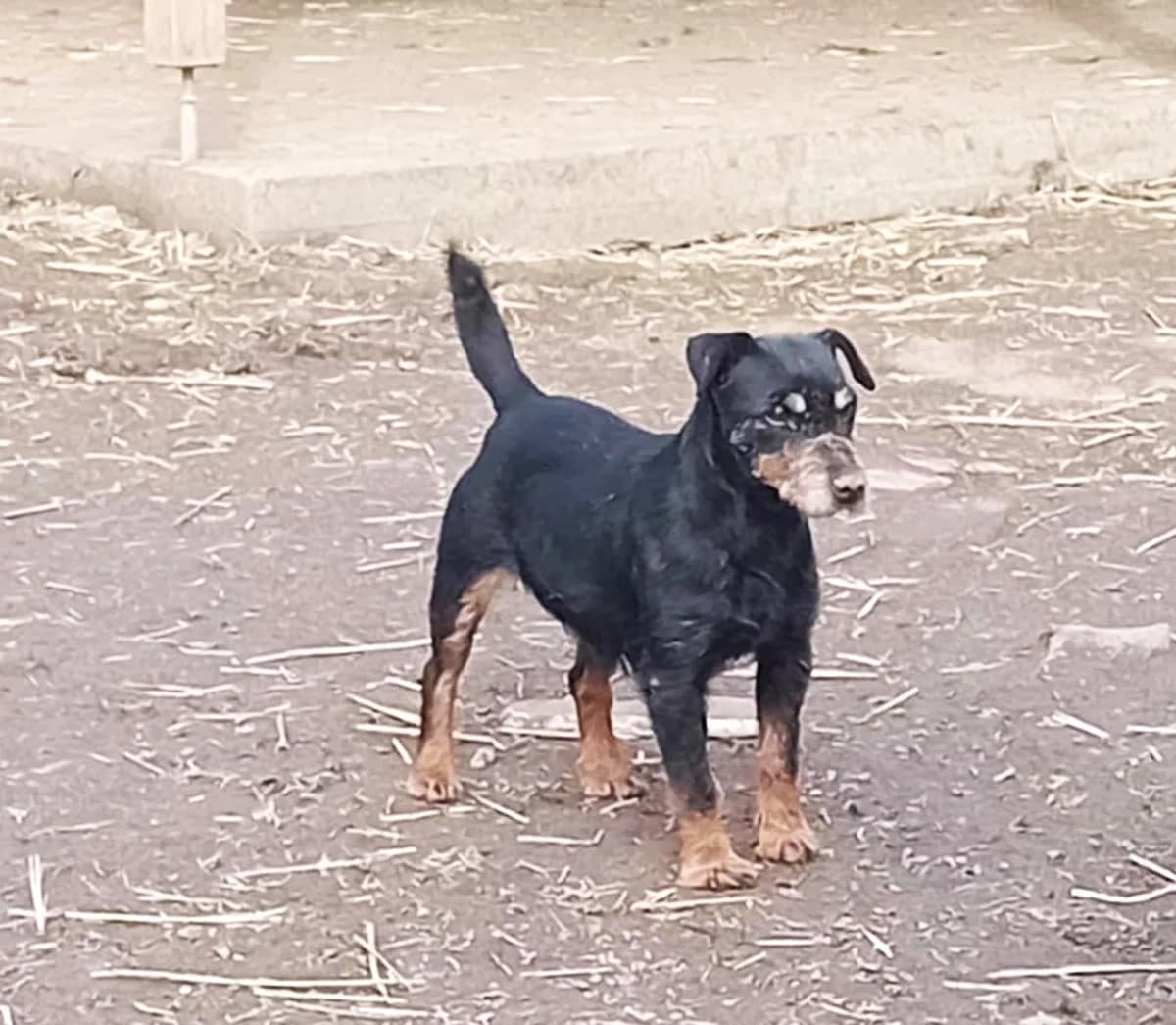 Brigi, Mixed Breed (Békési Állatvédők)