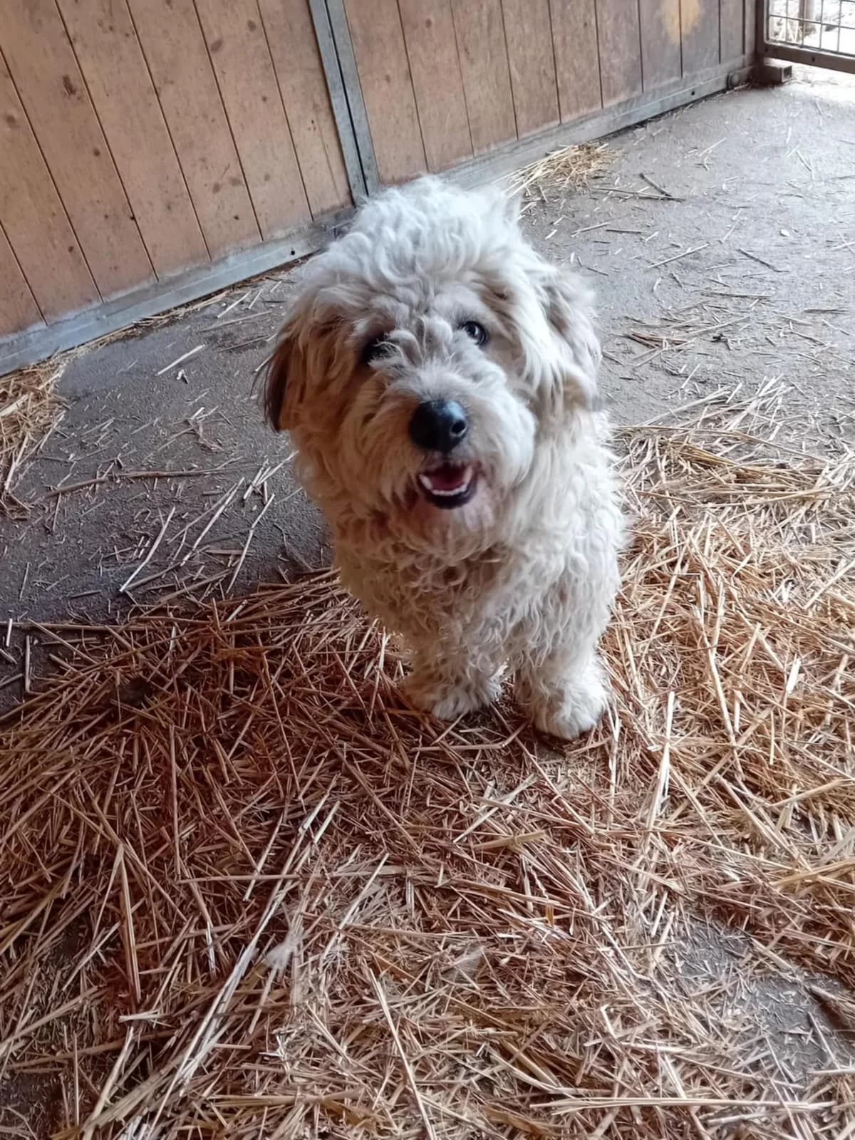 Lilu, Mixed Breed (Békési Állatvédők)