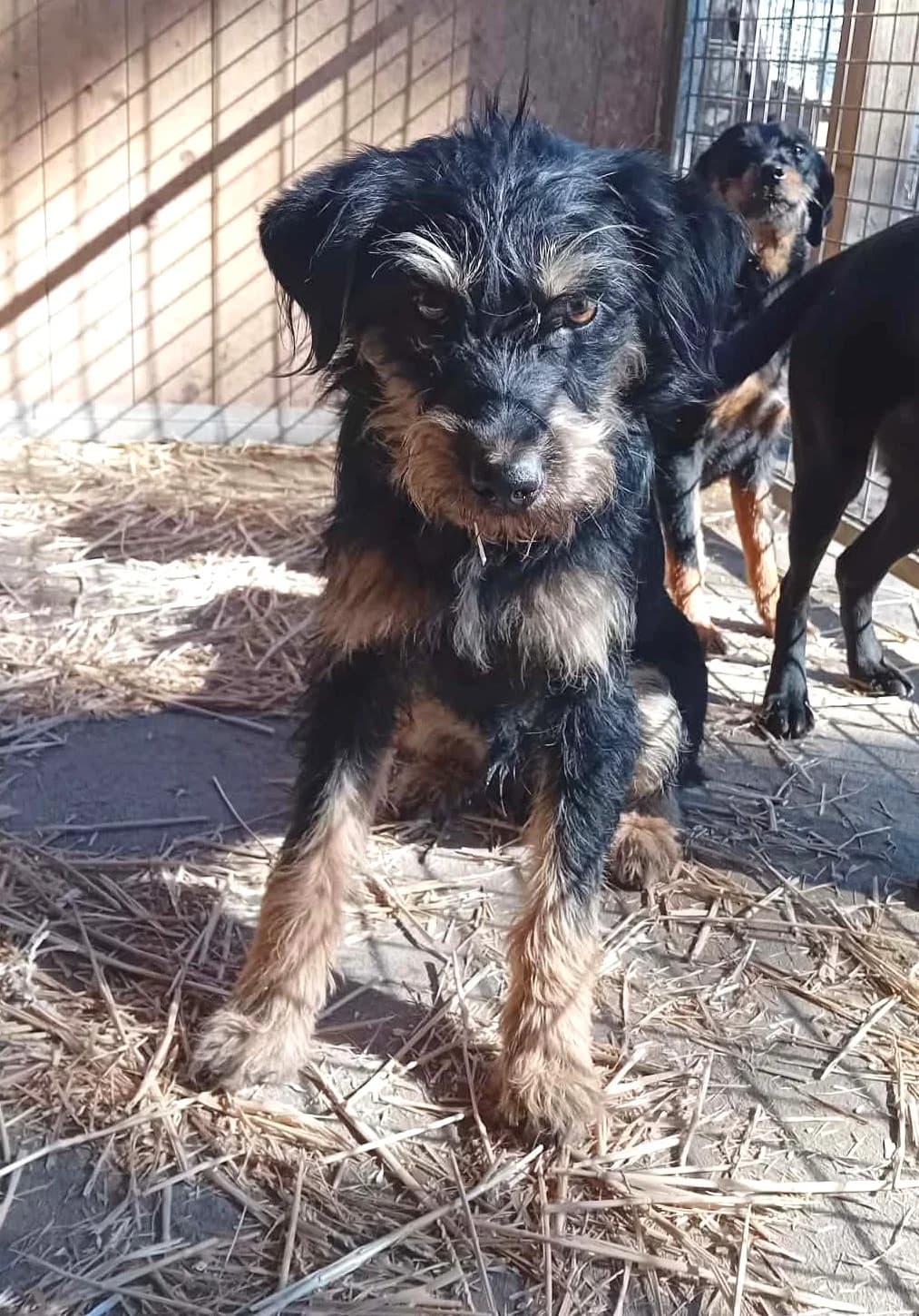Bea, Mixed Breed (Békési Állatvédők)