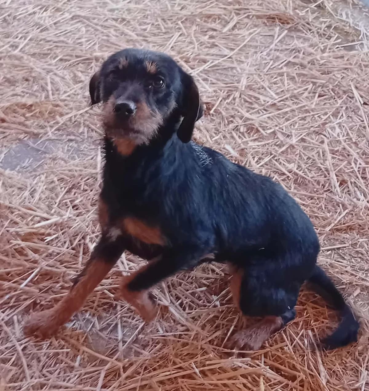 Dávid, Mixed Breed (Békési Állatvédők)