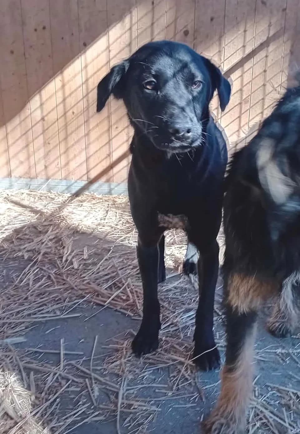 Dia, Mixed Breed (Békési Állatvédők)