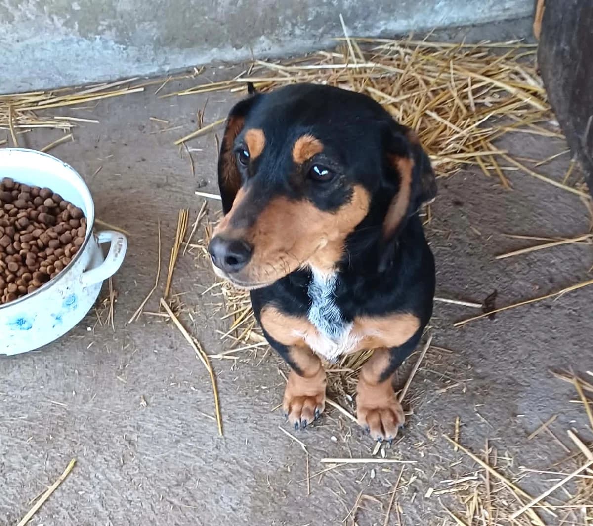 Isa, Mixed Breed (Békési Állatvédők)