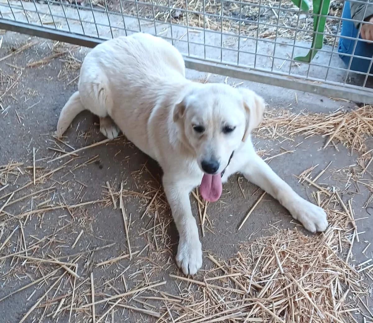 Kelly, Mixed Breed (Békési Állatvédők)