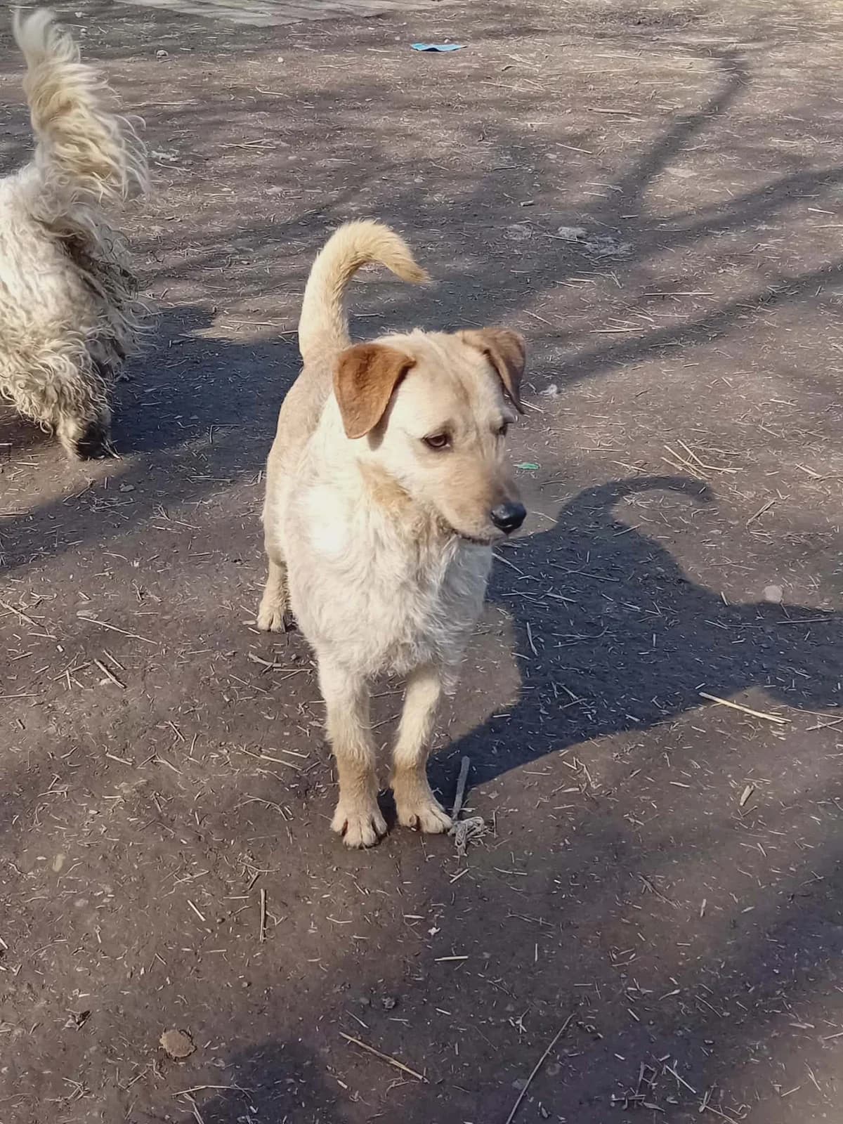 Bébi, Mixed Breed (Békési Állatvédők)