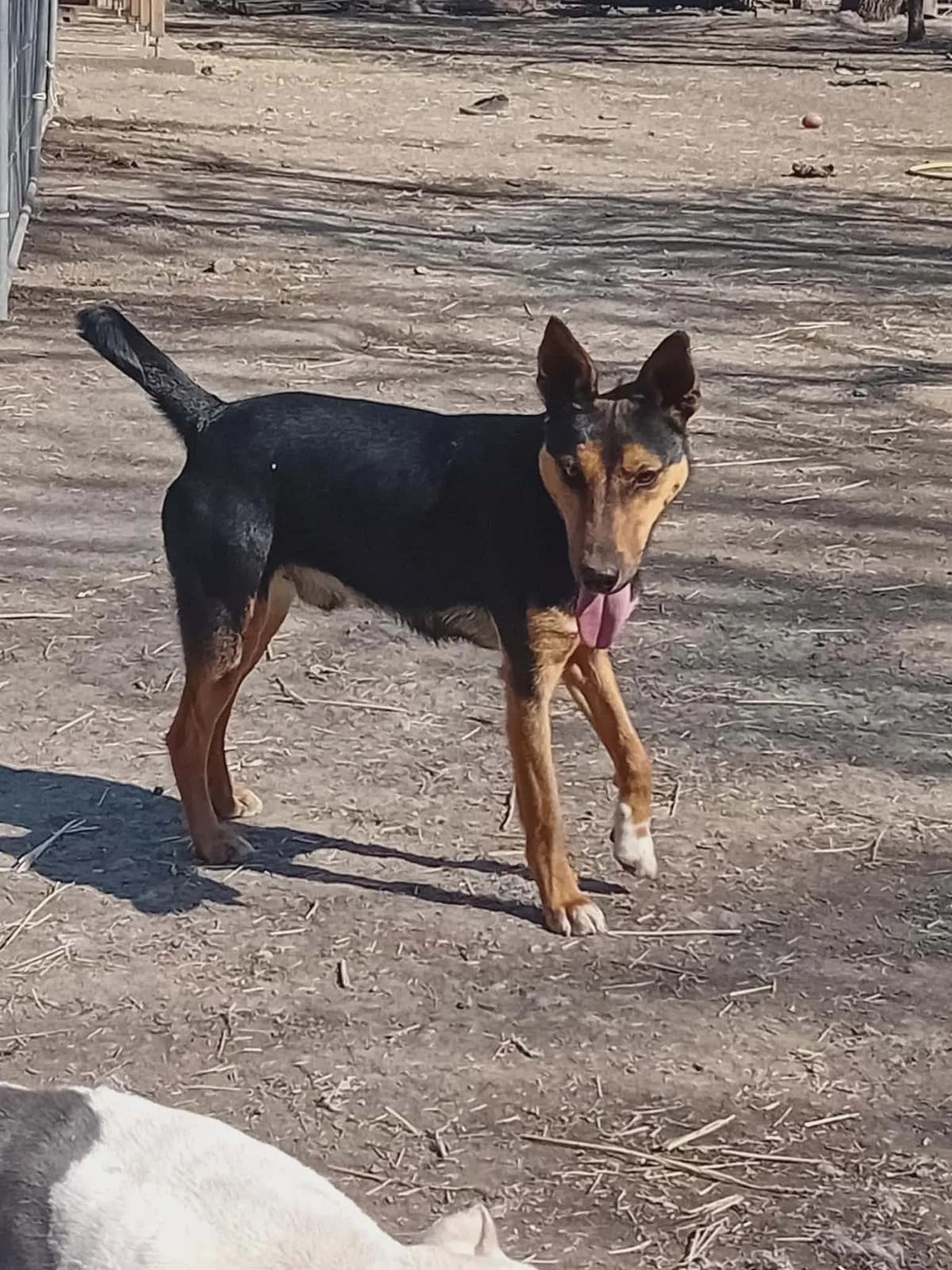 Dodó, Mixed Breed (Békési Állatvédők)