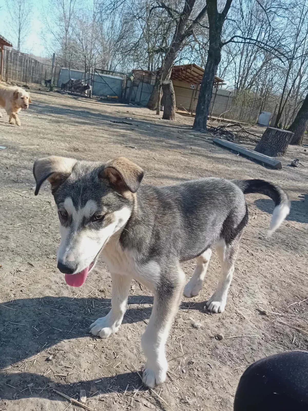 Luigi, Mixed Breed (Békési Állatvédők)