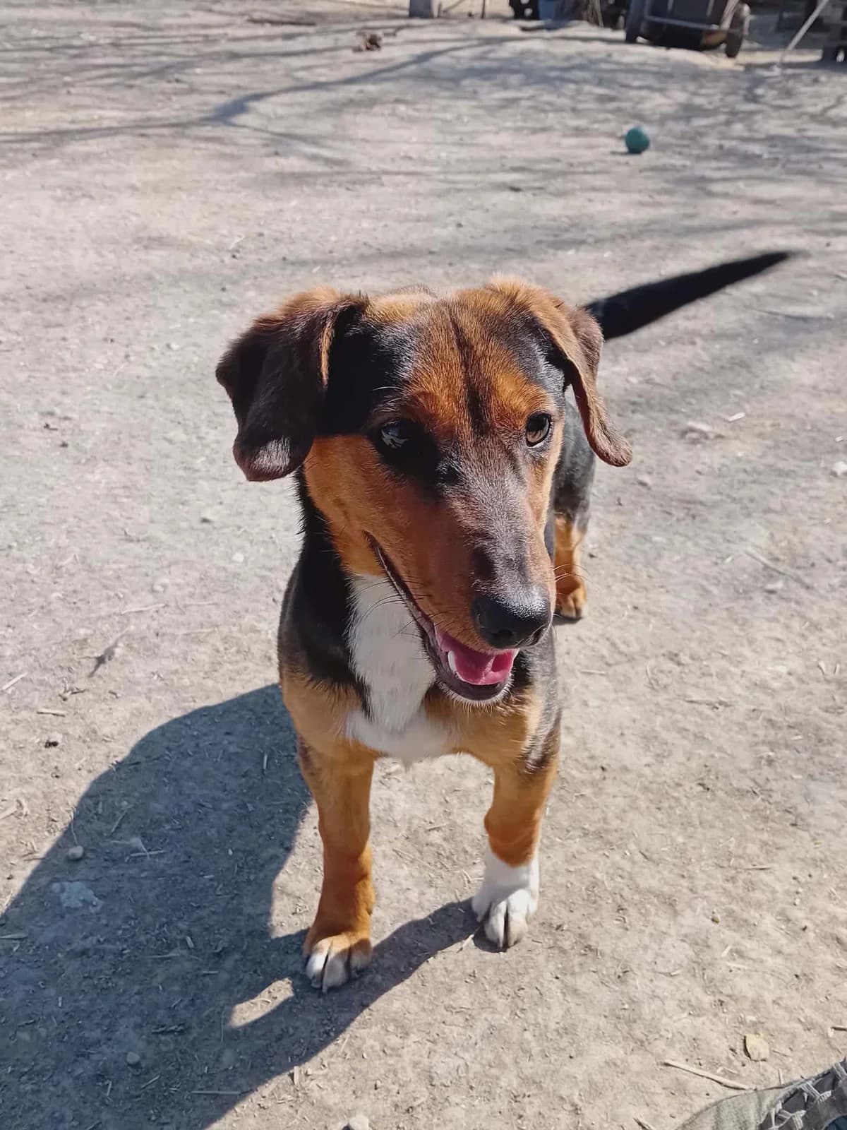 Karesz, Mixed Breed (Békési Állatvédők)