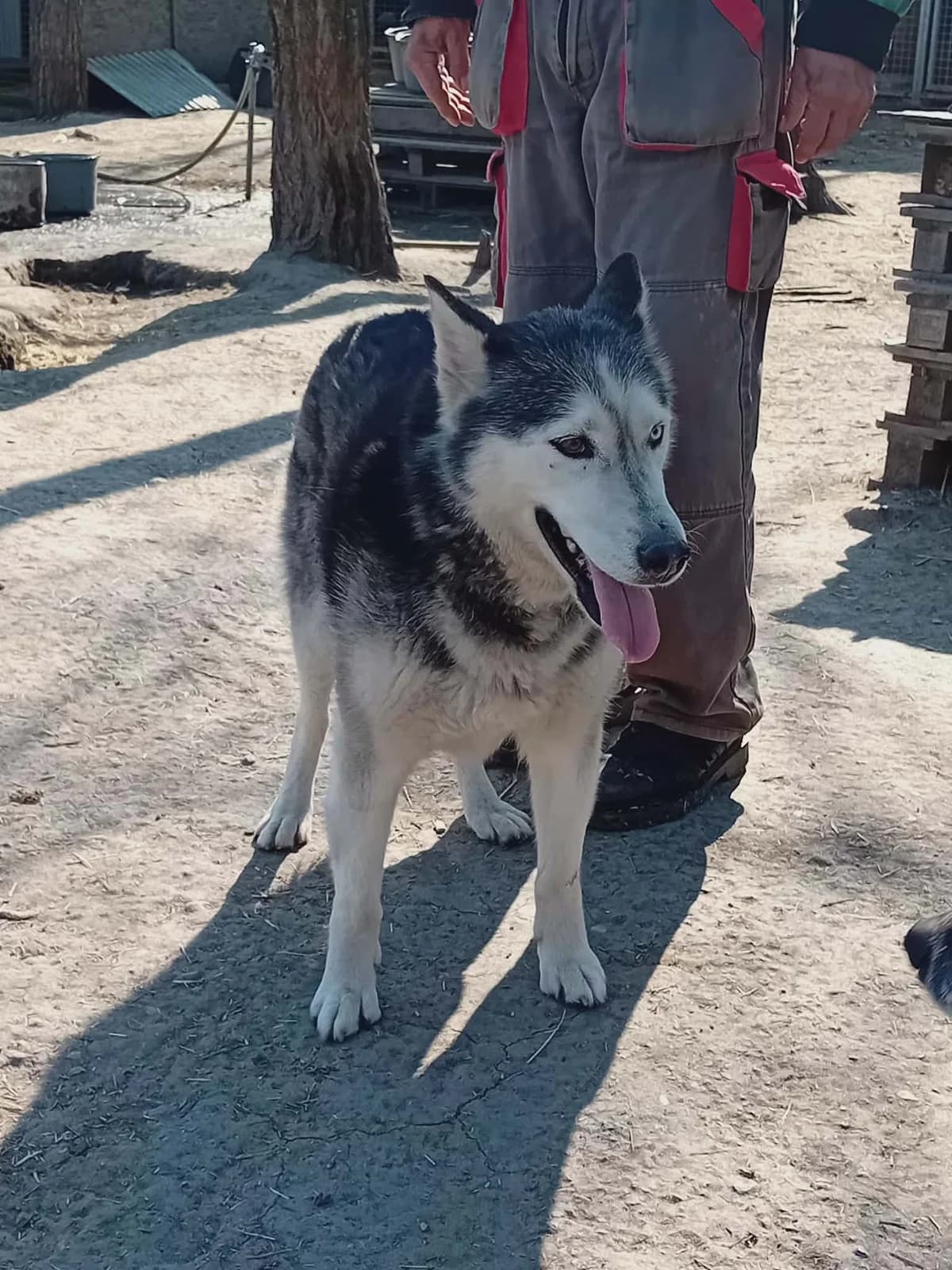 Héra, Mixed Breed (Békési Állatvédők)