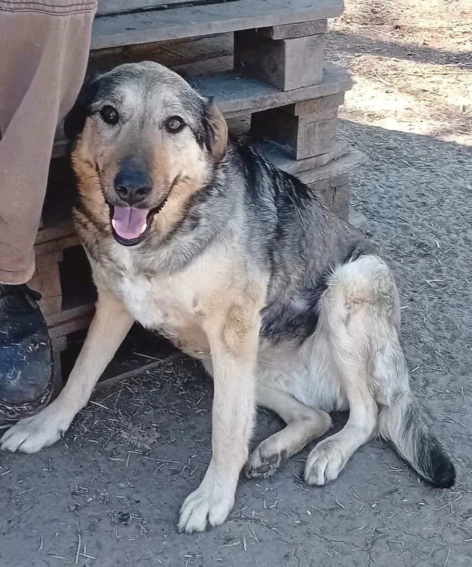 Cukiság, Mixed Breed (Békési Állatvédők)