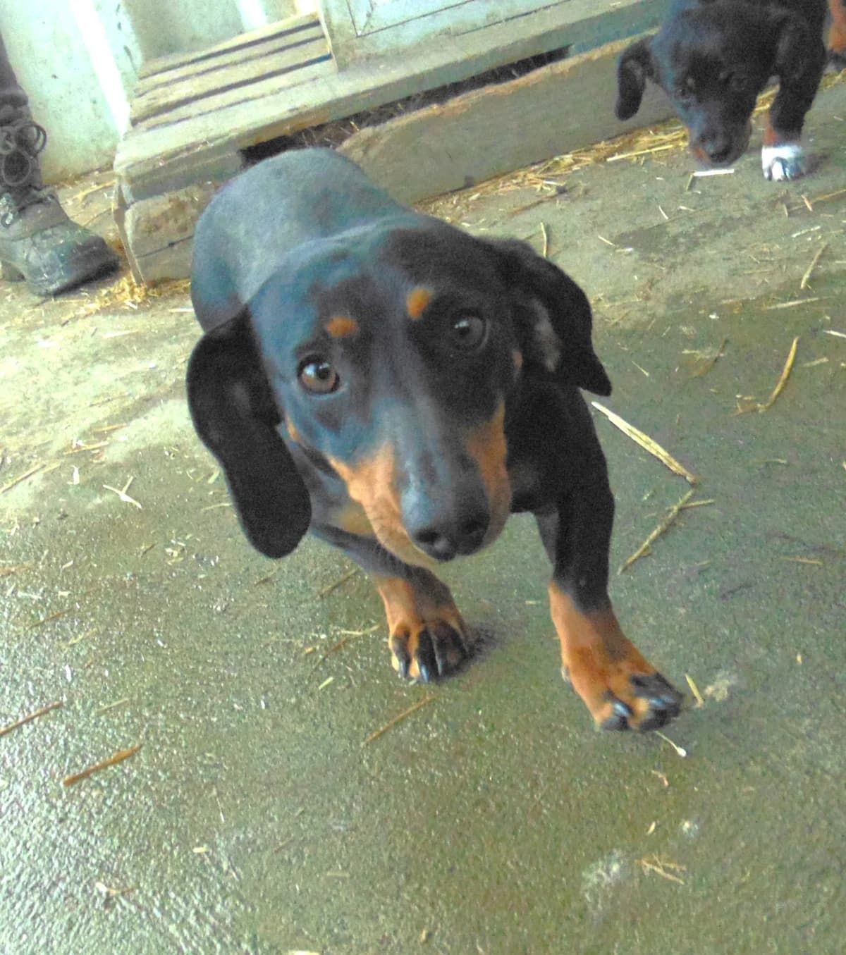 Cooper és Pamela, Mixed Breed (Békési Állatvédők)