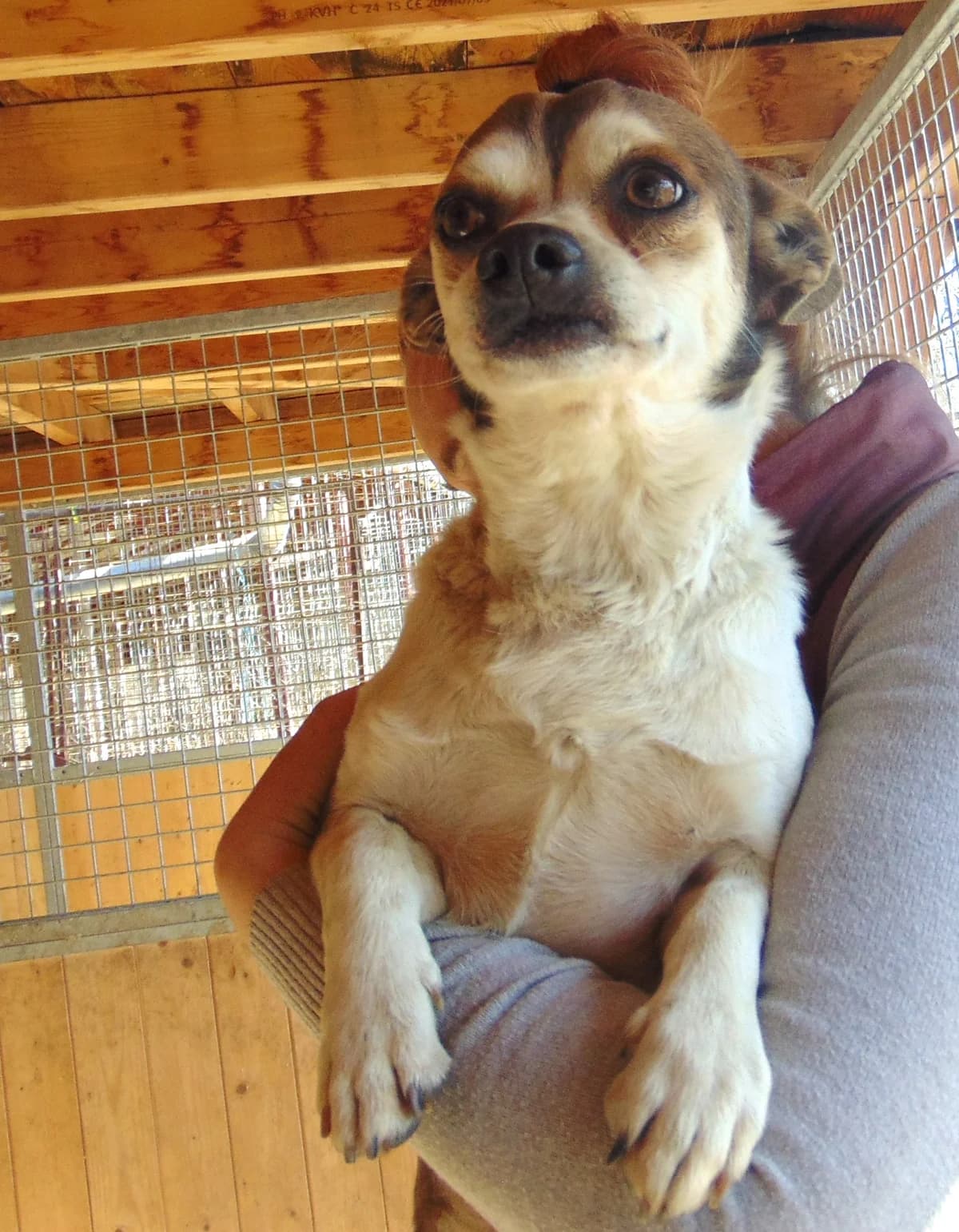 Geri és Tomcsi, Mixed Breed (Békési Állatvédők)