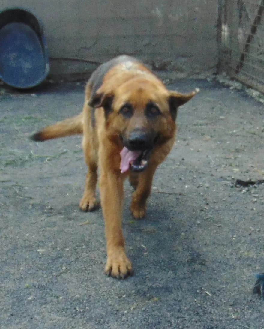 Zoé, Mixed Breed (Békési Állatvédők)