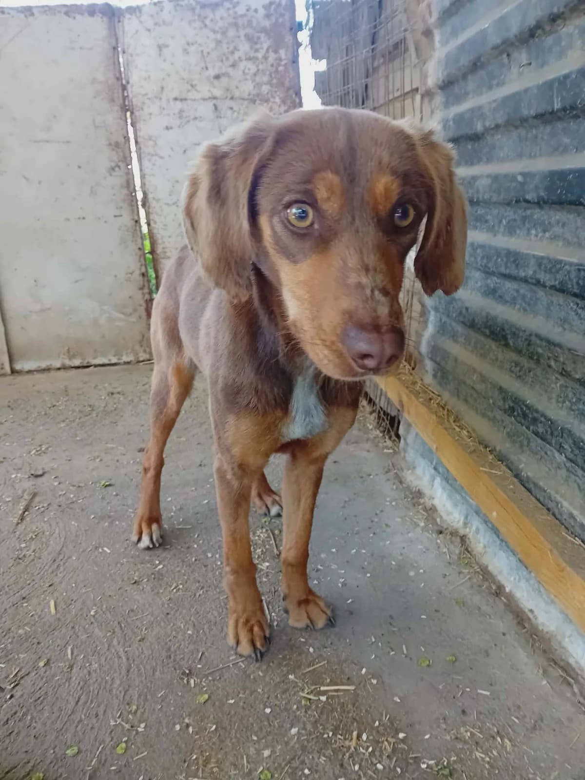 Bella, Mixed Breed (Békési Állatvédők)