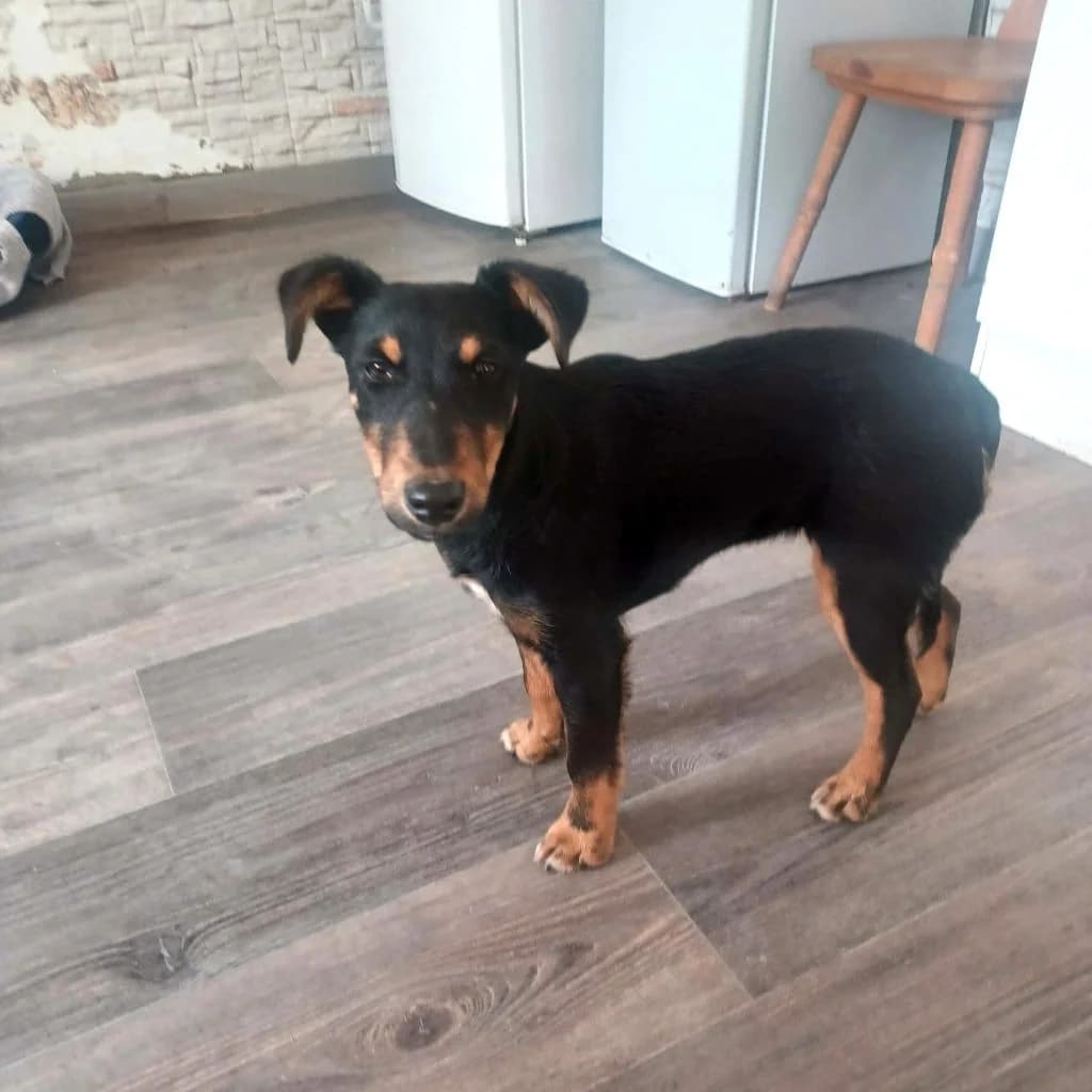 Laura, Mixed Breed (Békési Állatvédők)