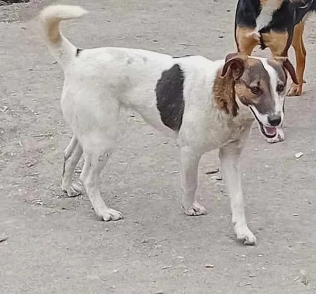 Rozi, Mixed Breed (Békési Állatvédők)