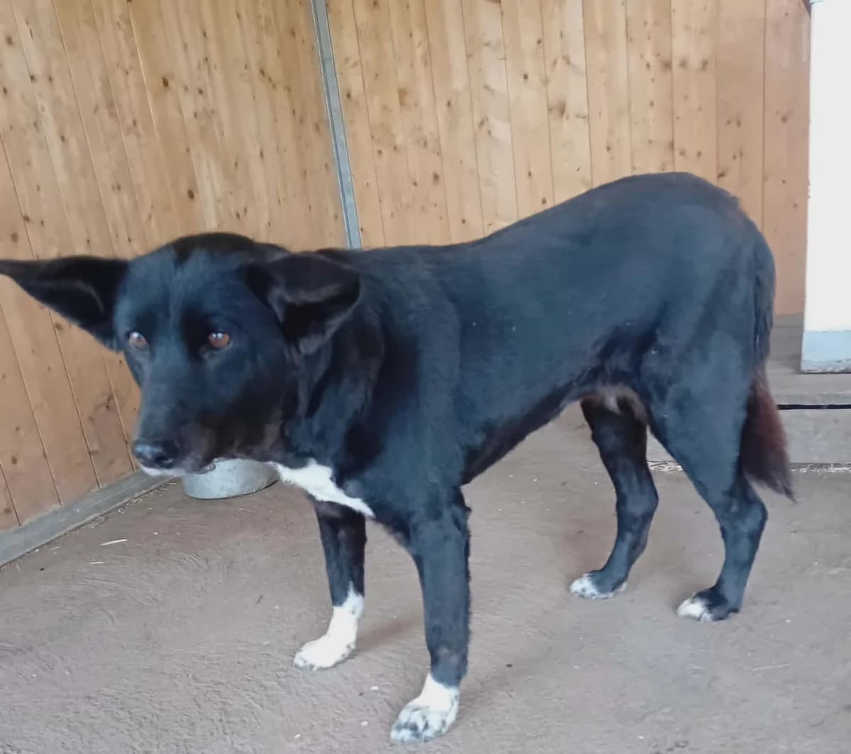 Csöpi, Mixed Breed (Békési Állatvédők)