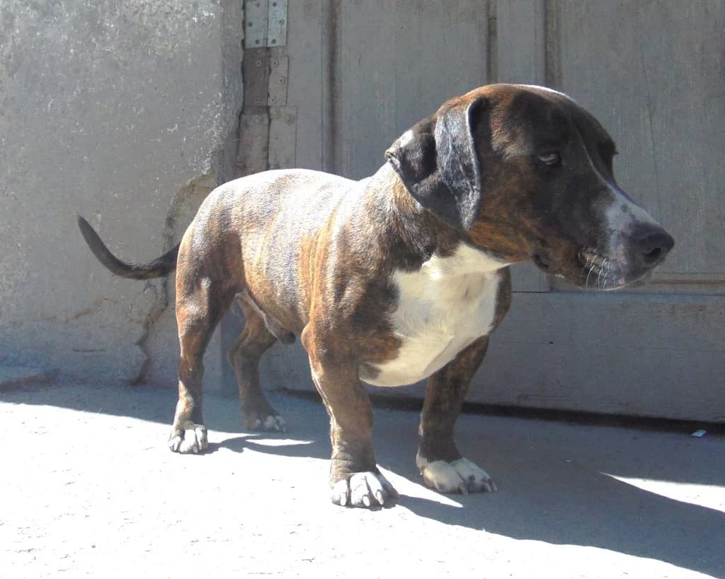 Dagi, Mixed Breed (Békési Állatvédők)