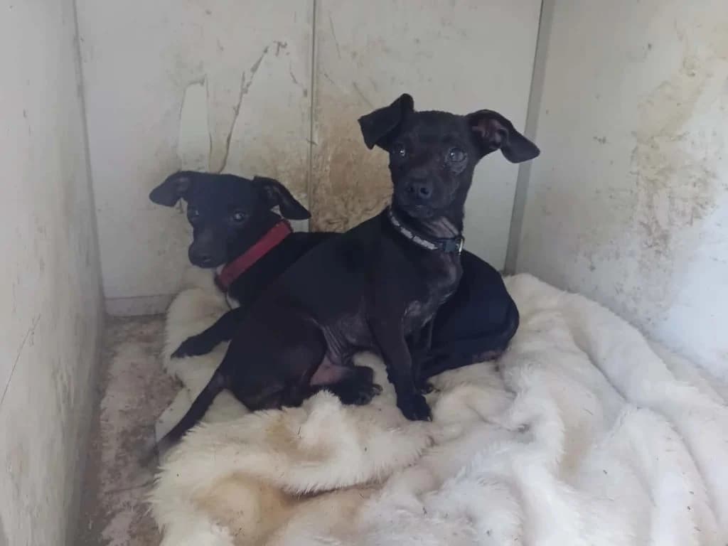 Benő és Dalmi, Mixed Breed (Békési Állatvédők)