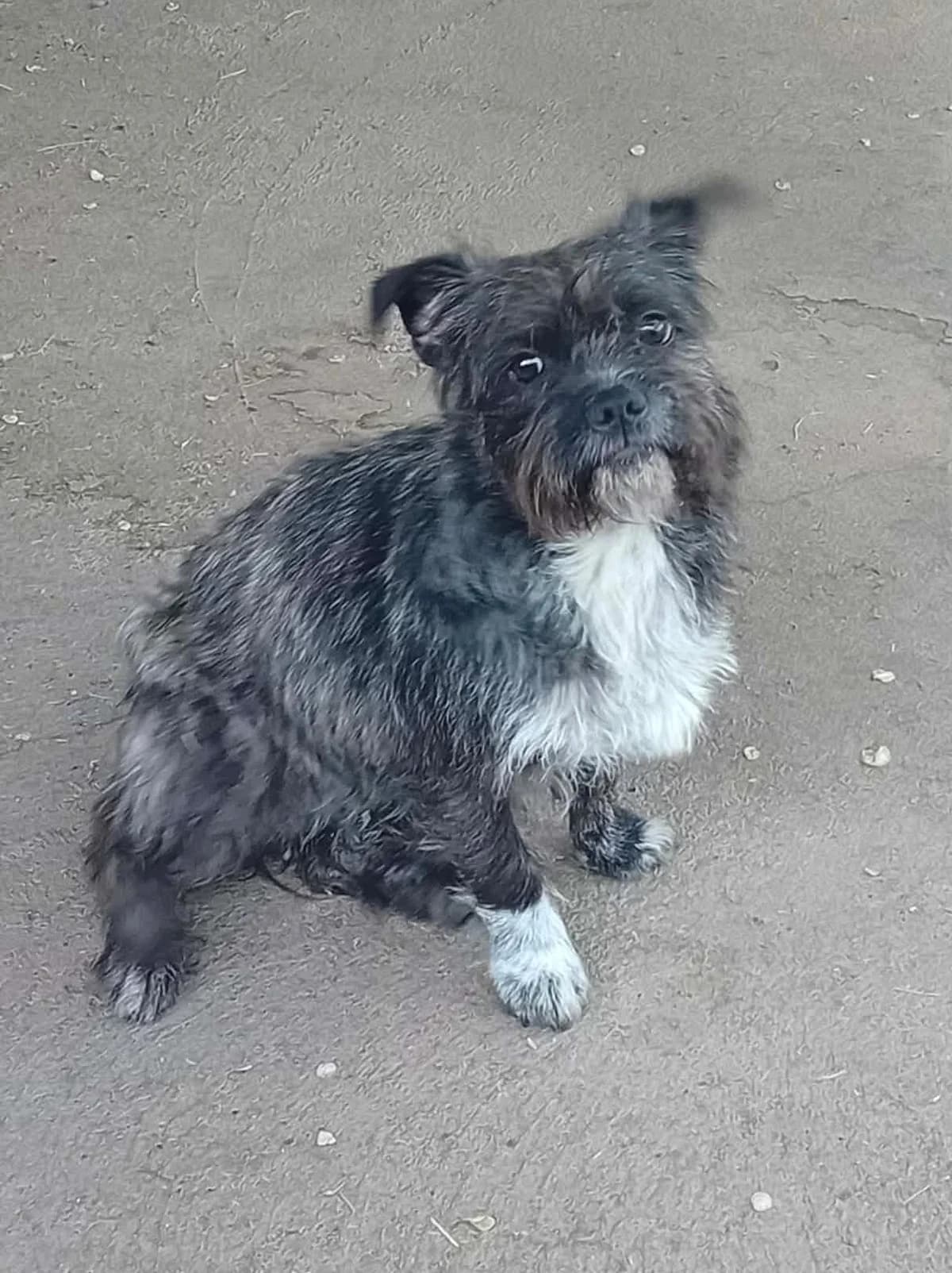Szamóca, Mixed Breed (Békési Állatvédők)