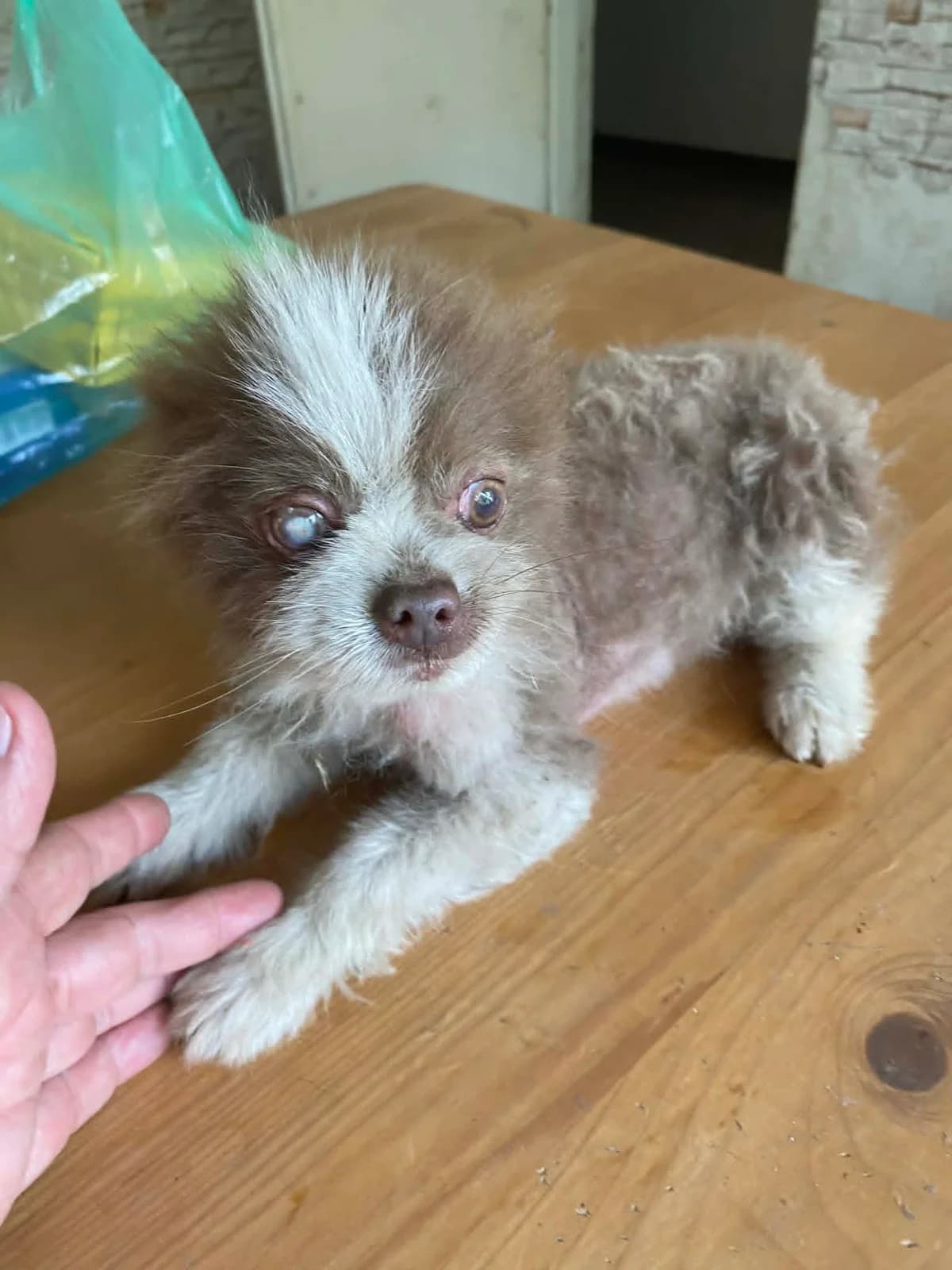 Peti, Mixed Breed (Békési Állatvédők)
